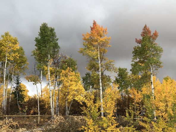 Eagle's Nest Ranch: 75 Perimeter Drive, Alta, WY 83414